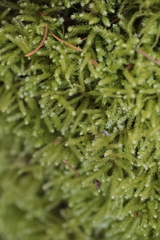 Eurhynchium