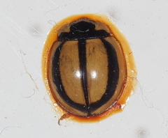 Cheilomenes propinqua