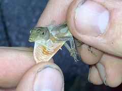 Anolis cupreus
