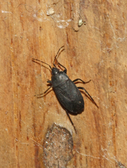 Lethaeus cribratissimus