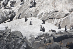 Spheniscus humboldti