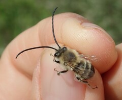 Eucera nigrescens