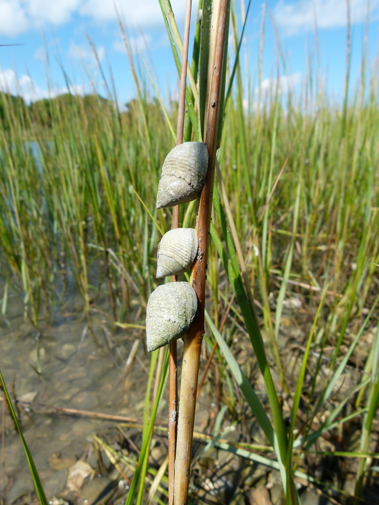 marsh periwinkle