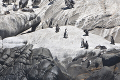 Spheniscus humboldti