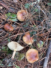Pholiota velaglutinosa