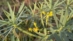 Euphorbia lamarckii image