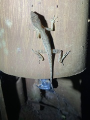 Anolis cupreus