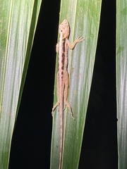 Anolis cupreus