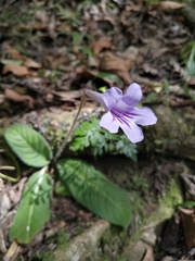 Streptocarpus rexii