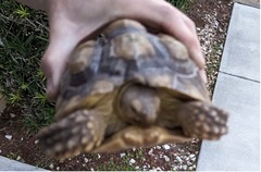 Centrochelys sulcata