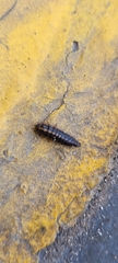 Dermestidae