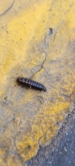 Dermestidae