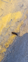 Dermestidae