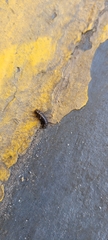 Dermestidae