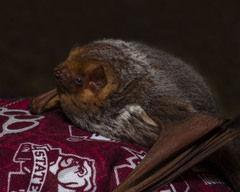 Lasiurus seminolus