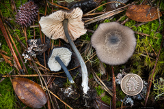 Cyanula