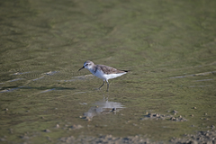 Calidris pusilla