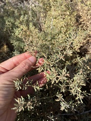 Frankenia salina