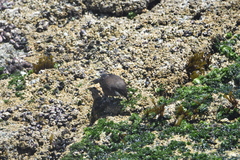 Cinclodes nigrofumosus