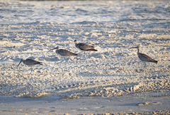 Numenius phaeopus hudsonicus