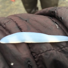 Schistocephalus solidus