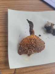 Flammulina velutipes