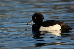Aythya fuligula