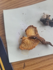 Flammulina velutipes
