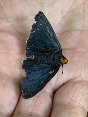 Phocides lilea