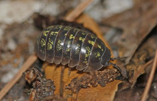 Armadille commune
