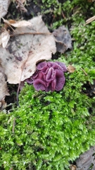 Ascocoryne sarcoides