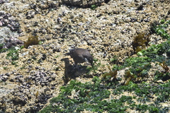 Cinclodes nigrofumosus