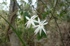 Jasminum nervosum