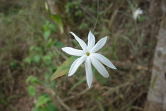 Jasminum nervosum