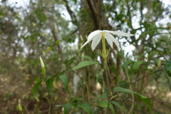 Jasminum nervosum