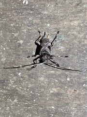 Lagocheirus araneiformis