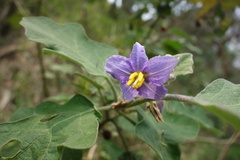 Solanum violaceum