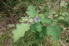 Solanum violaceum