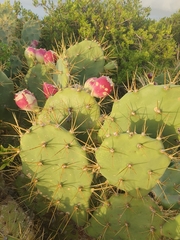 Opuntia stricta
