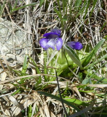 Pinguicula leptoceras