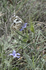 Melanargia occitanica