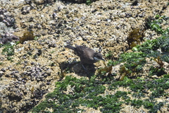 Cinclodes nigrofumosus