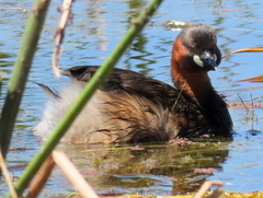 Tachybaptus ruficollis capensis