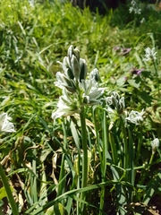 Ornithogalum nutans