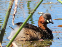 Tachybaptus ruficollis capensis
