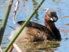 Tachybaptus ruficollis capensis