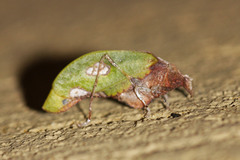 Pycnopalpa bicordata