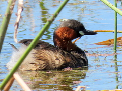 Tachybaptus ruficollis capensis