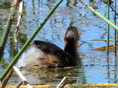 Tachybaptus ruficollis capensis