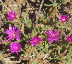 Drosanthemum hispidum